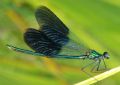 Calopteryx splendens